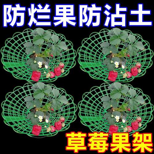 草莓种植立体支撑架防烂托盘