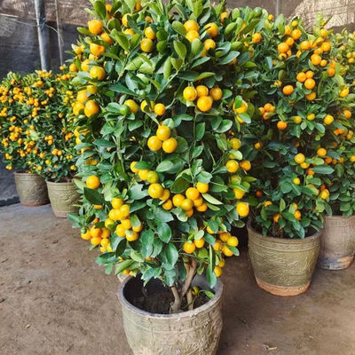 金桔树盆栽四季橘子树盆景室内外客厅四季常青植物观赏带果发货