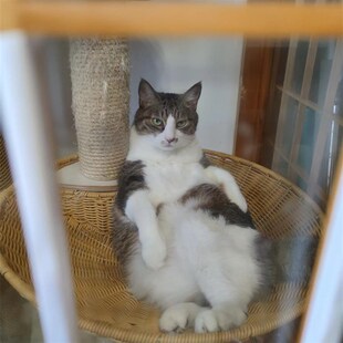 猫咪定制宠物摆件英短美短布偶加菲纪念生日礼物车载室内摆件香薰