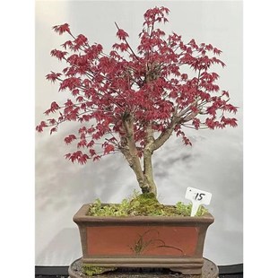 矮化红枫盆栽枫树盆景室内室外客厅书房嫁接矮桩观叶绿植带叶发货