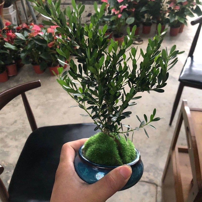 雀舌黄杨皱皮小叶黄杨苗高档造型名贵盆景树苗室内常青石柳苗盆栽