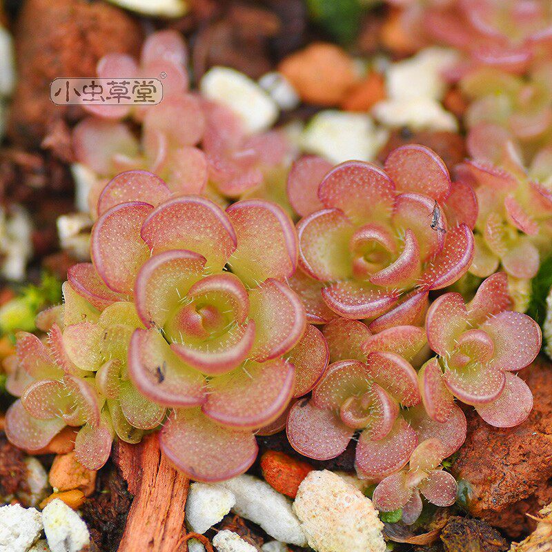 近藤捕虫堇食虫植物吃虫小黑飞蚊多肉植物盆栽食虫草食人花捕蝇草