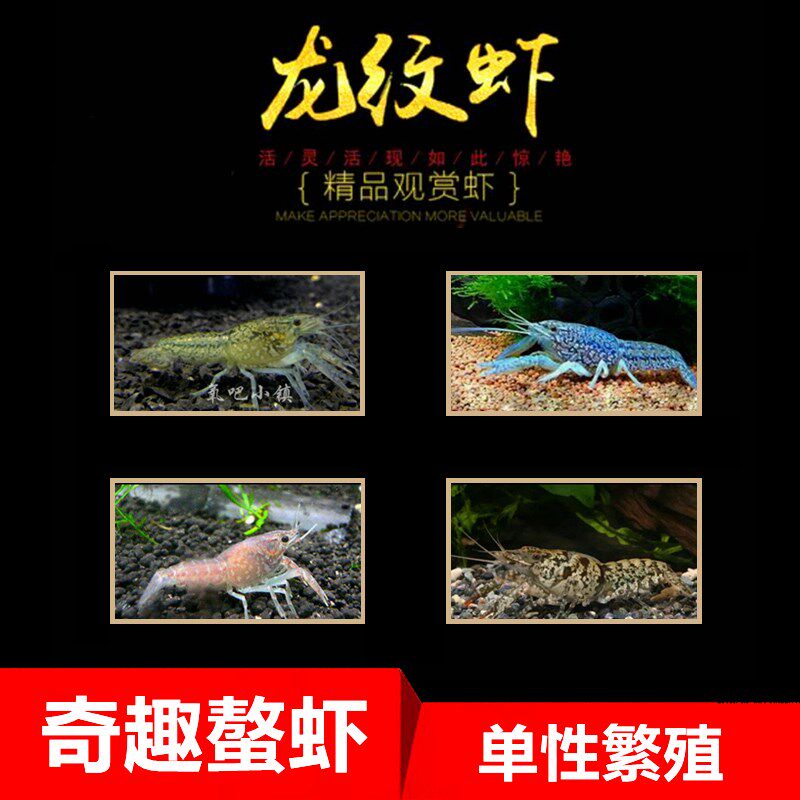 龙纹鳌虾观赏虾淡水小龙虾单性繁殖冷水族宠物虾变色螯虾雌雄同体