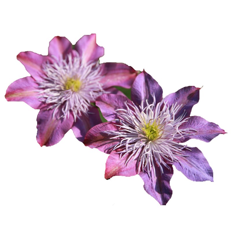 水晶喷泉铁线莲花苗盆栽花卉爬藤植物早花大花庭院阳台可垂吊绿植