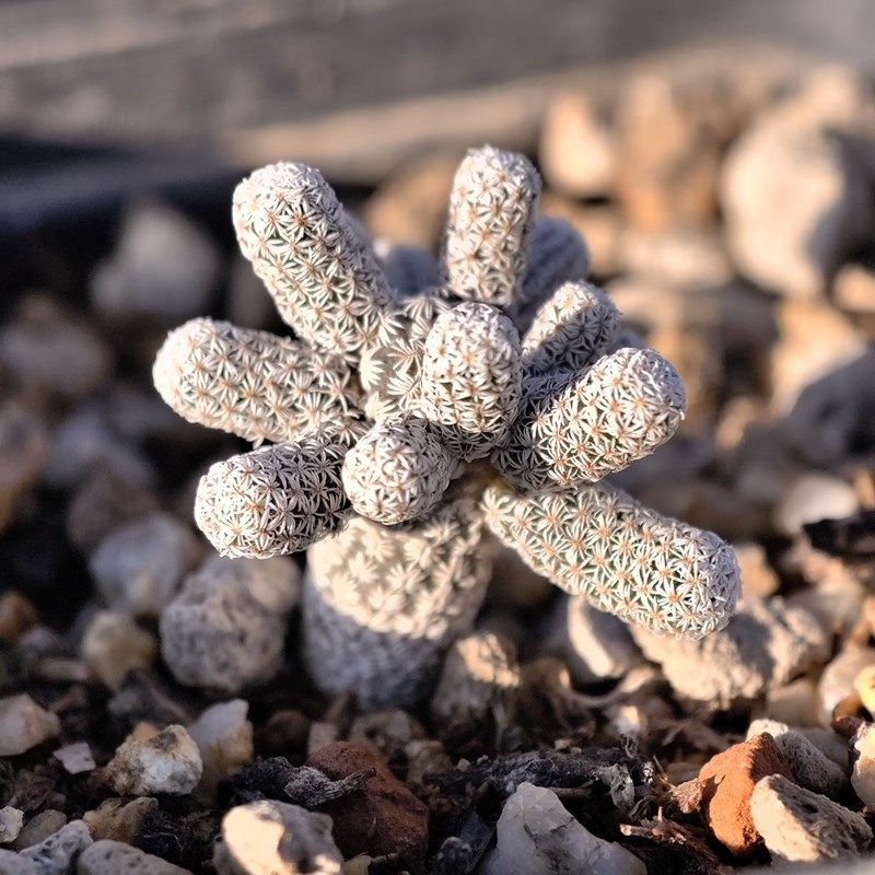 迷你牧师小人树仙人球娇丽球属多肉植物花卉绿植室内盆栽阳台好养