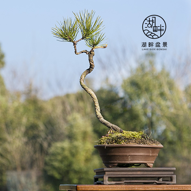 黄山松造型老桩小品微盆景黑松树茶桌阳台庭院绿植盆栽一物一拍