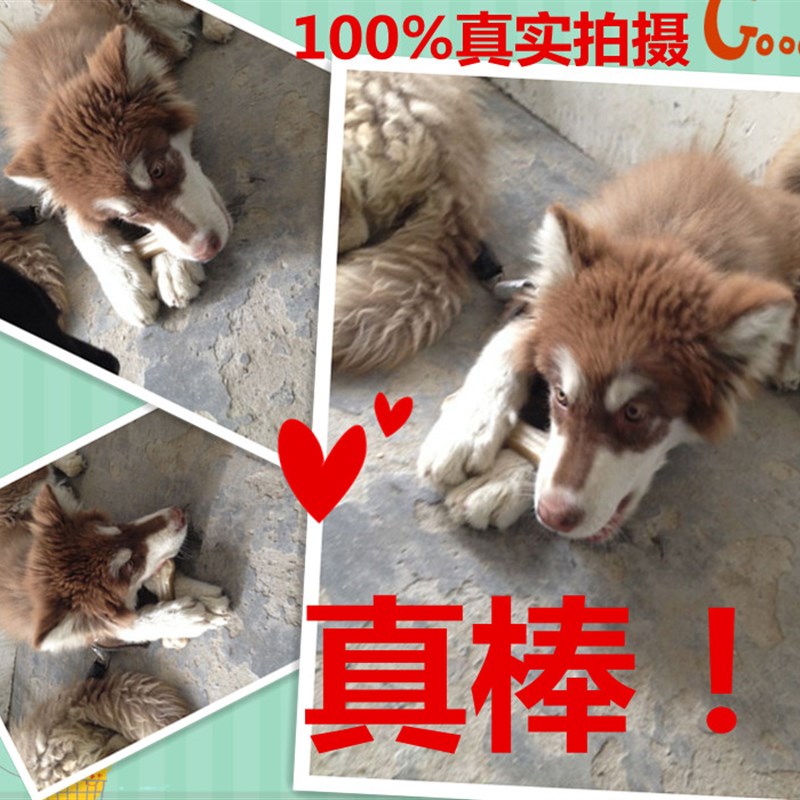 20厘米中型大型犬幼犬耐咬狗咬胶磨牙棒洁齿狗骨头宠物食品狗零食