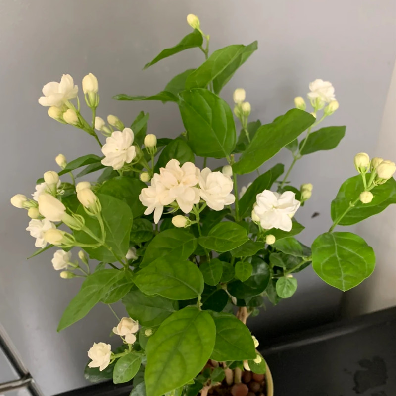 白茉莉虎头茉莉盆栽芳香花卉阳台庭院多年生木本植物带花苞原土