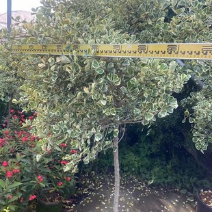 心叶榕大盆栽锦叶三角榕绿植牛奶爱心榕阳台庭院花园别墅露台植物