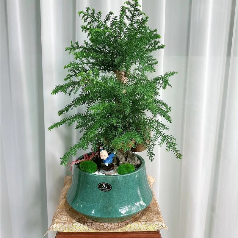 不老松榕树盆景台面办公室带造型植物喜阳好养活可暴晒植物盆景