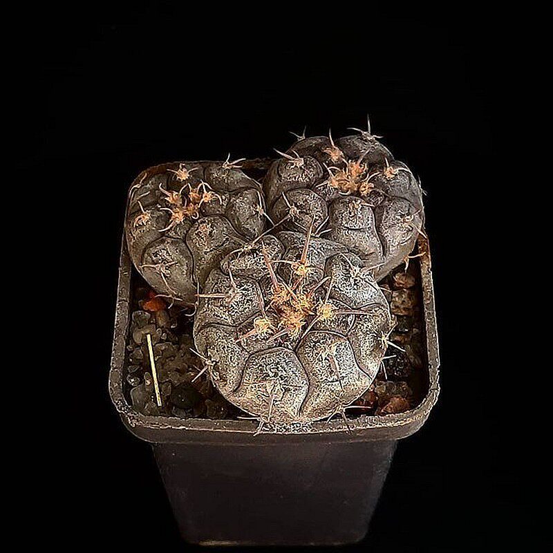 实生铅皮仙人球稀有品种精品多肉植物趴刺仙人掌类开花盆栽室内花