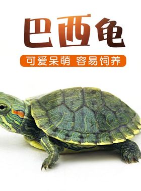 小王八家养观赏爬宠耐活宿舍宠物乌龟水培水族淡水易活网红活物