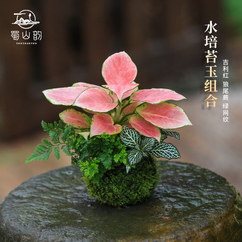 苔藓球水培植物室内盆栽创意狼尾蕨好养办公室菖蒲苗盆栽蕨类绿植