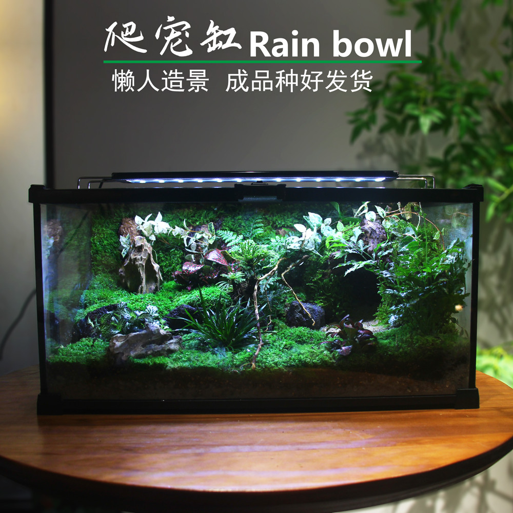 苔藓微景观创意流水雨林水陆爬宠生态缸桌面绿植造景角蛙守宫缸