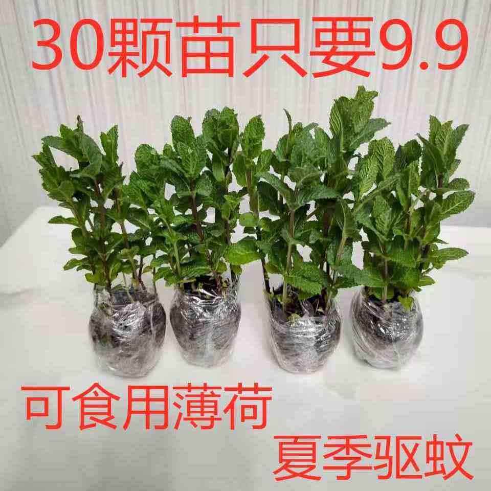 薄荷盆栽可食用新鲜薄荷叶家庭办公室阳台植物驱蚊净化空气绿厂家