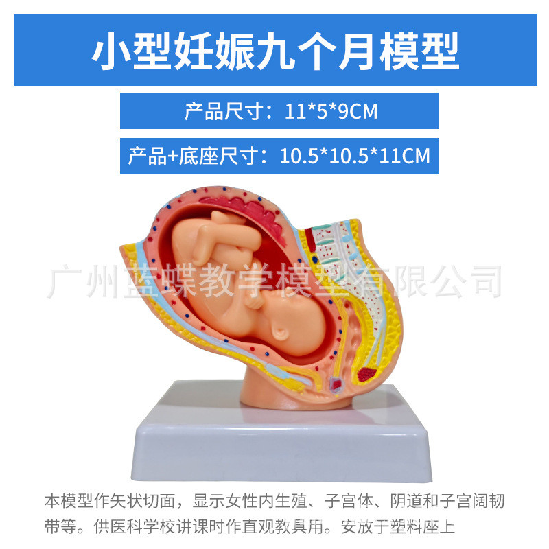 女性盆腔附足月胎儿模型妊娠发育九个月胎儿子宫胚胎模型胎儿