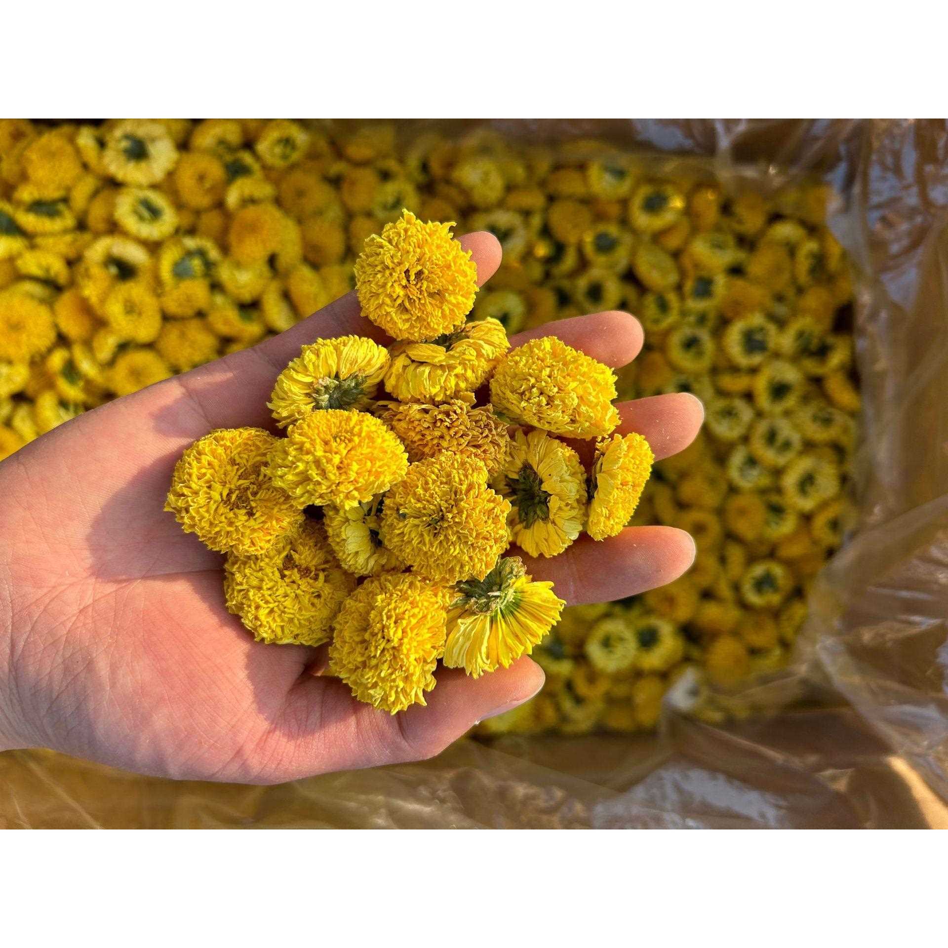 婺源皇菊黄山徽州皇菊散装球菊陶菊小黄菊休宁黄菊花太阳菊