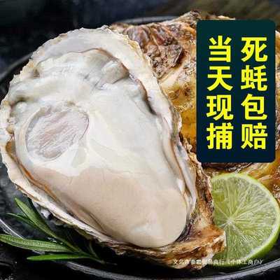 包活鲜活乳山生蚝新鲜牡蛎超大特大肉海蛎子5斤刺身即食海鲜水产