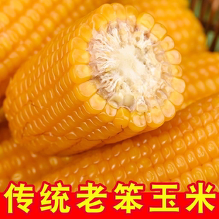 正宗老式山东笨玉米不甜不糯非转基因黄老玉米棒不加糖原味有嚼劲
