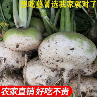 蔓菁新鲜圆头菜非大头菜芜菁恰玛古蔓茎诸葛菜农家种植蔬菜