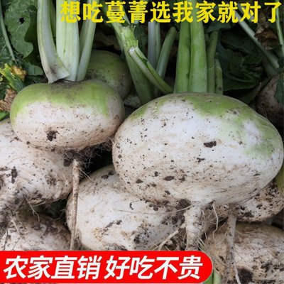 蔓菁新鲜圆头菜非大头菜芜菁恰玛古蔓茎诸葛菜农家种植蔬菜