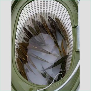 北浪溪流打水桶双层带盖活鱼桶钓鱼路亚鱼箱多功能水桶装鱼野钓