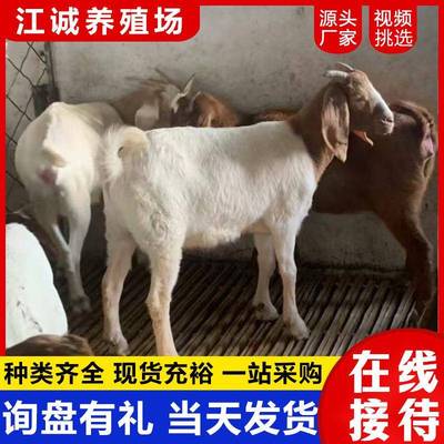纯种波尔山羊小羊羔种羊波尔山羊小羊活苗母羊成年种公羊养殖