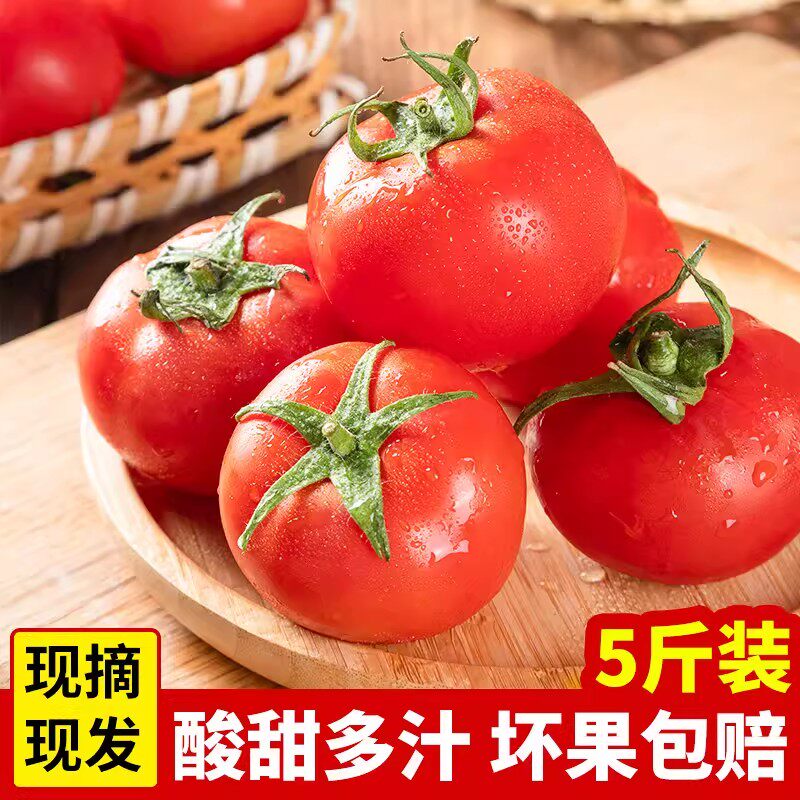沙瓤西红柿新鲜现摘农家自种自然熟老品种生吃水果大番茄柿子蔬菜