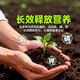营养土铺面石养花种菜 颗粒土通用斤营多肉植物透气家用土壤优质