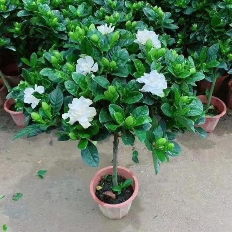 栀子花苗大叶牡丹栀子花盆栽大树苗持久独杆栀子花四季开花带花苞