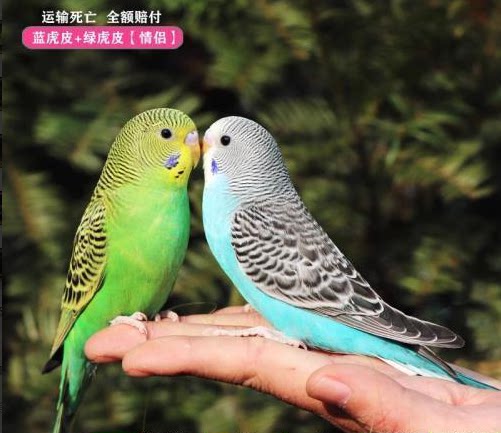 虎皮鹦鹉手玩亲人活物虎皮鹦鹉小鸟活鸟会学说话的鸟类活鸟宠物鸟