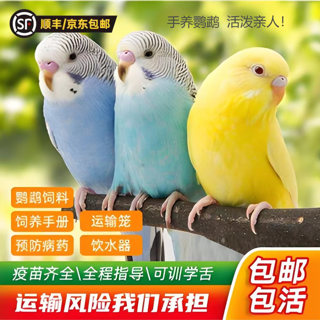 虎皮鹦鹉活鸟会学说话鹦鹉可以上手养鹦鹉活体