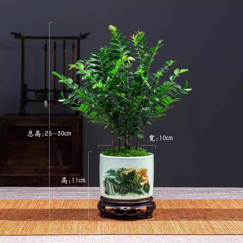 小叶紫檀盆景绿植盆栽茶室内办公桌面树苗花卉老桩植物四季好养活