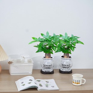 发财树水培绿植室内客厅四季好养活水养盆栽办公室桌面植物摆件花