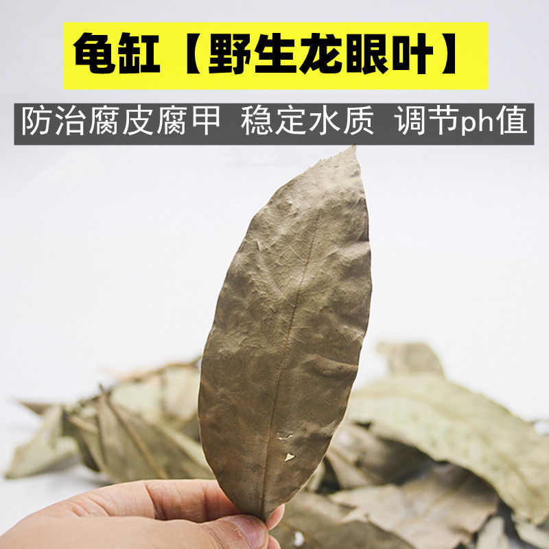 乌龟专用缸造景水草植物房子小别墅养龟龙眼叶装饰生态缸晒台爬坡