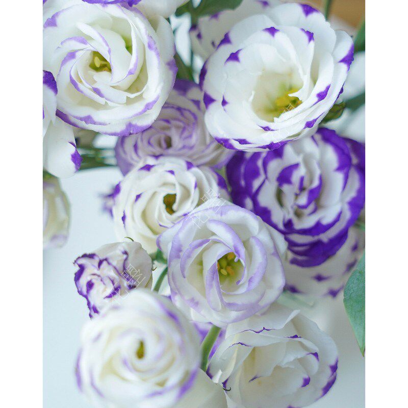 花曌 紫色紫边洋桔梗鲜花水养真花餐厅书桌餐桌面茶几家居瓶插花