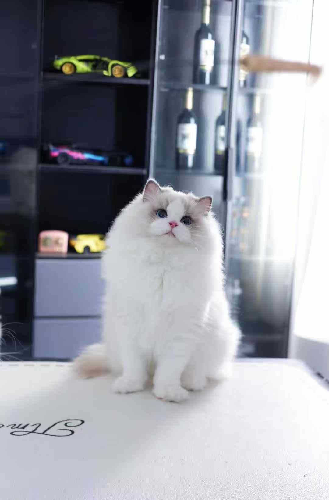 纯种布偶猫幼猫双海仙女猫蓝眼睛幼崽活体宠物猫咪