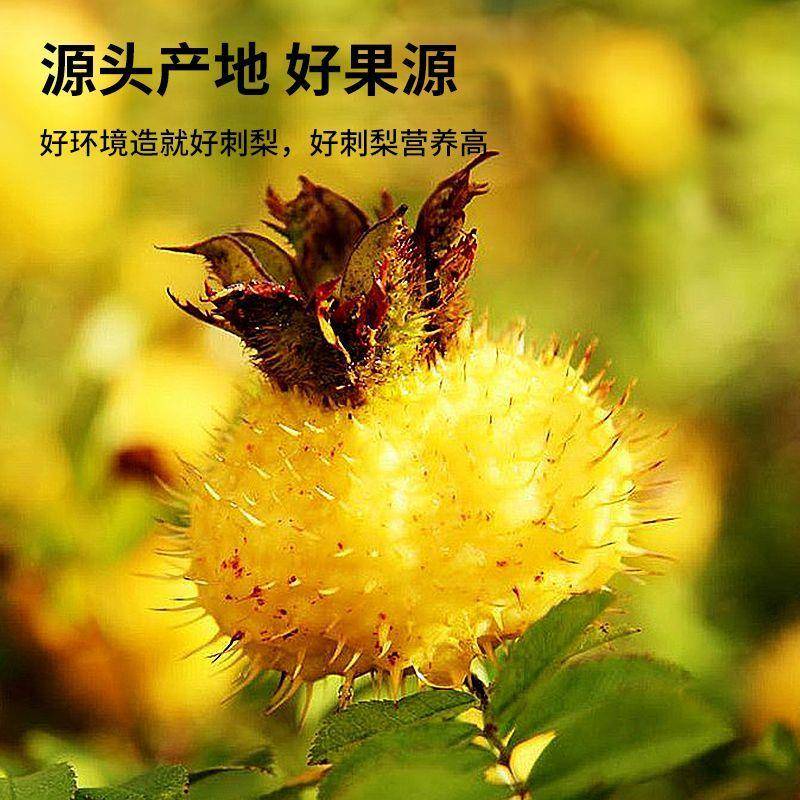 【活动促销】刺梨汁30ml/整箱特价清润滋养下火果汁饮料