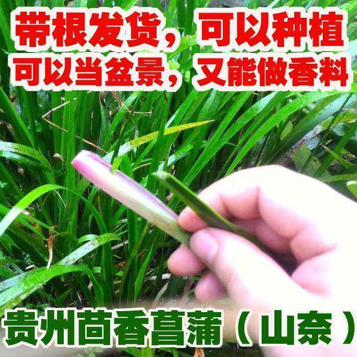 贵州特产新鲜山奈去腥除味调味香料五香草带根盆栽可食用种植包邮