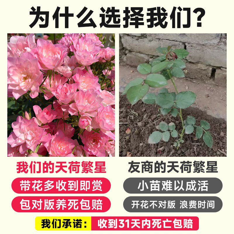 天荷繁星月季花苗特大花盆栽爬藤月季藤本月季果汁阳台棒棒糖植物