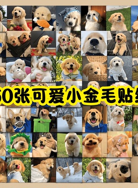 60张可爱小金毛高清头像表情包贴纸DIY手机壳笔记本电脑ipad行李箱充电宝水杯收纳盒桌面防水不干胶文具贴纸
