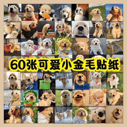 60张可爱小金毛高清头像表情包贴纸DIY手机壳笔记本电脑ipad行李箱充电宝水杯收纳盒桌面防水不干胶文具贴纸