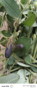 云南山区响铃草狗响铃野花生马铃草马响铃夏枯草新鲜肾气草野豌豆