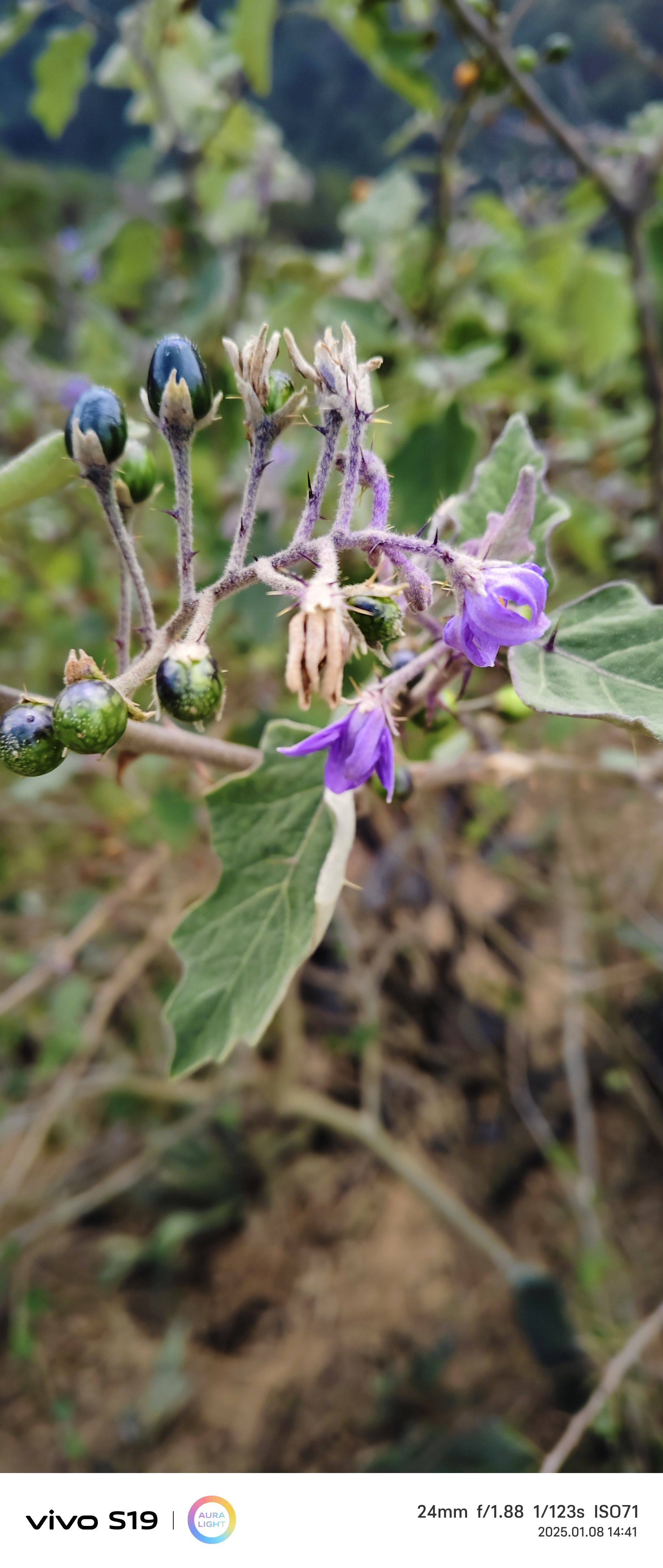 新鲜传统刺茄 金纽扣 野茄根 茄 紫花小红茄刺天茄可食用