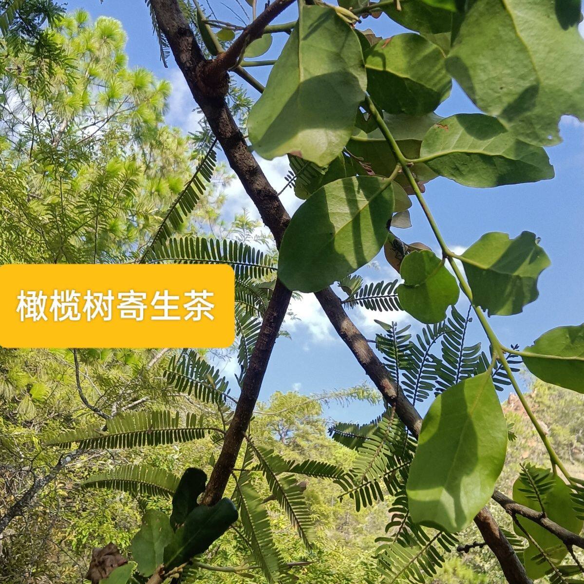 野橄榄树寄生草纯中草药新鲜消炎止痛
