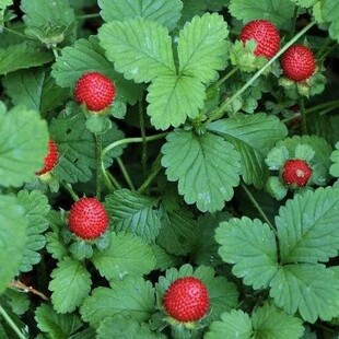 山区草莓苗蛇莓苗新鲜蛇泡草四季食用野果红色草莓中草药材盆栽