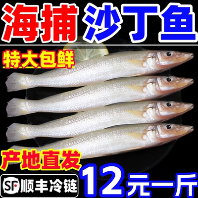 沙丁鱼新鲜尖梭鱼鲜活冷冻大沙尖鱼商用深海鱼宝宝辅食海鲜水产