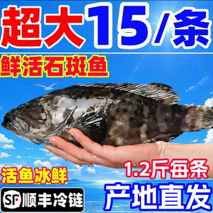 石斑鱼新鲜鲜活冷冻深海鱼龙胆老虎斑珍珠斑龙趸石头斑海鲜水产