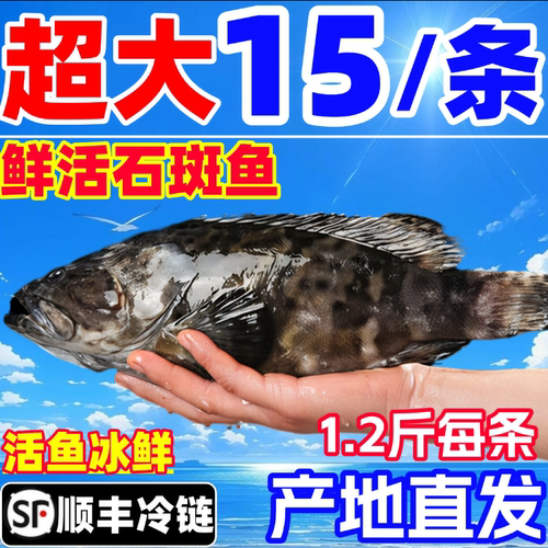 石斑鱼新鲜鲜活冷冻深海鱼龙胆老虎斑珍珠斑龙趸石头斑海鲜水产