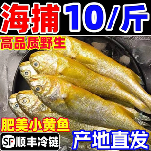 小黄鱼野生海捕小黄花鱼新鲜鲜活冷冻烧烤水产深海小黄鱼商用海鲜